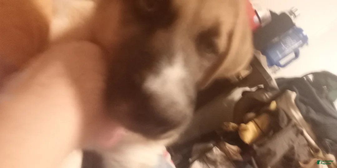 Mixed Breed dogs for sale: E.T. - Ad 2