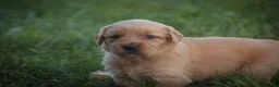 Golden Retriever dogs for sale: Jo Golden Retriever  - Ad 4