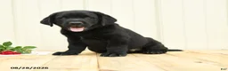 Labrador Retriever dogs for sale: Ninja - Ad 4