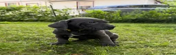 Cane Corso dogs for sale: Cane Corso 3 - Ad 3