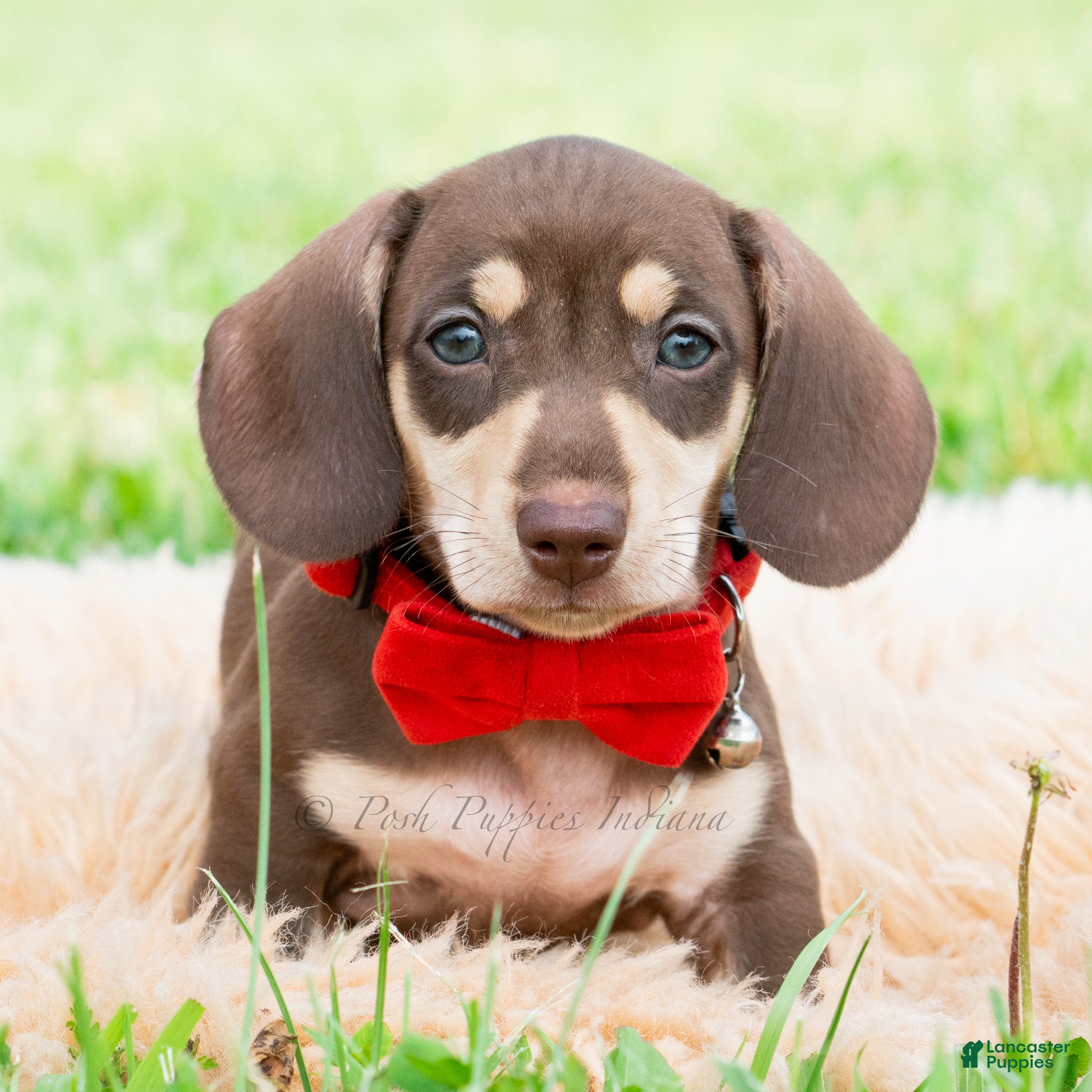 Miniature Dachshund dogs Theodore - Ad 13