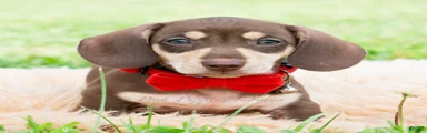 Theodore