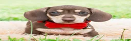 Miniature Dachshund dogs for sale: Theodore - Ad 1