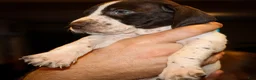 German Shorthaired Pointer dogs for sale: Rhett - Ad 2