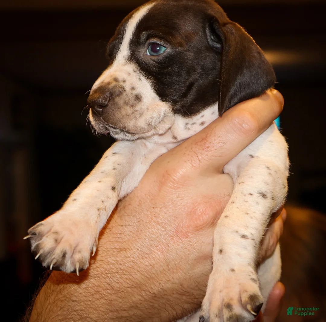 German Shorthaired Pointer dogs for sale: Rhett - Ad 2