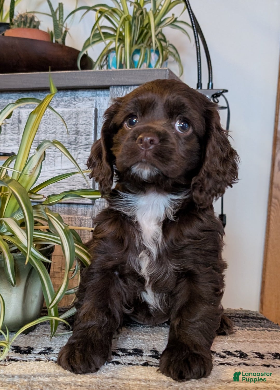 Cocker Spaniel dogs for sale: Holly - Ad 4