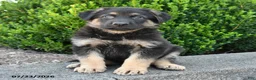 German Shepherd dogs for sale: Duke - Ad 2