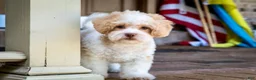 Shihpoo dogs for sale: Sullivan - Ad 9