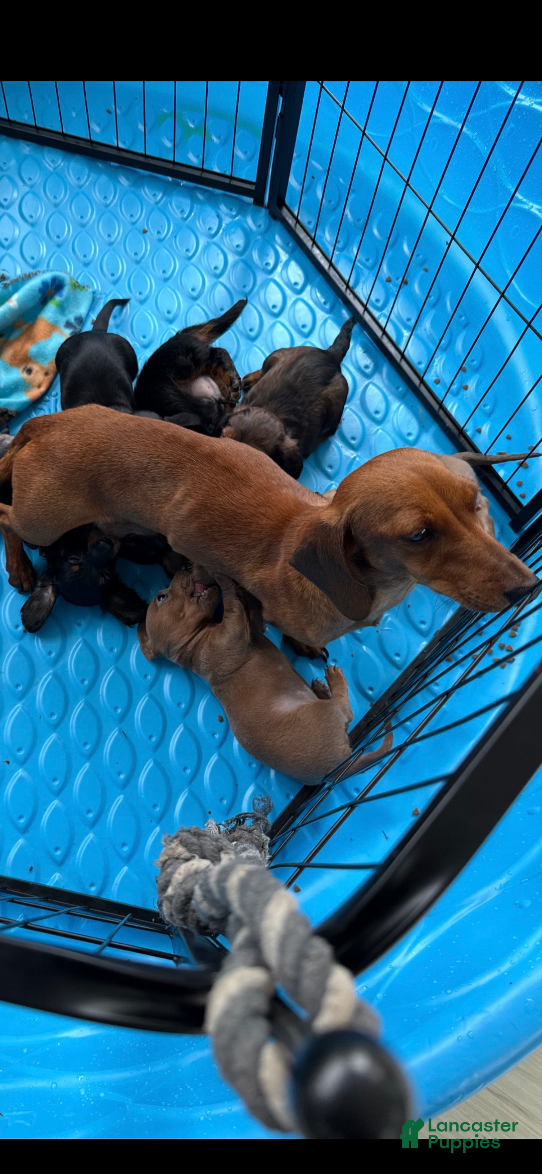 Mixed Breed dogs for sale: Theo - Ad 2