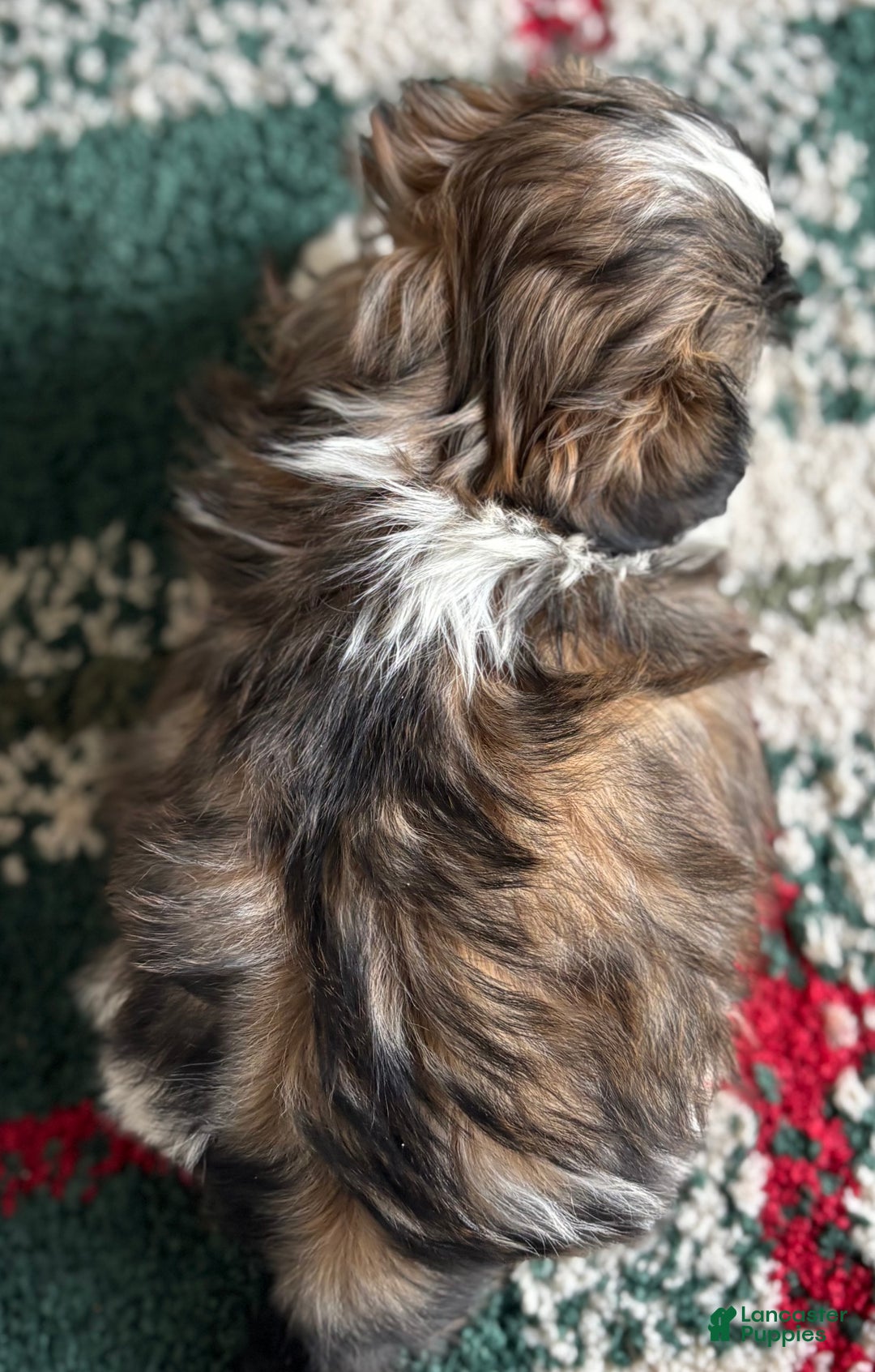 Shih Tzu dogs for sale: Dasher - Ad 4