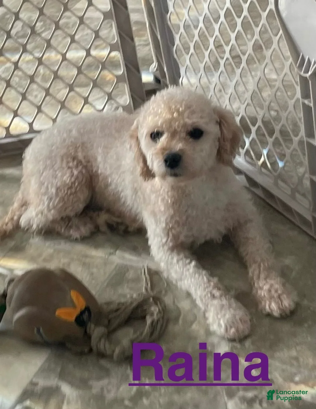 Toy Poodle dogs for sale: Paddy  - Ad 7