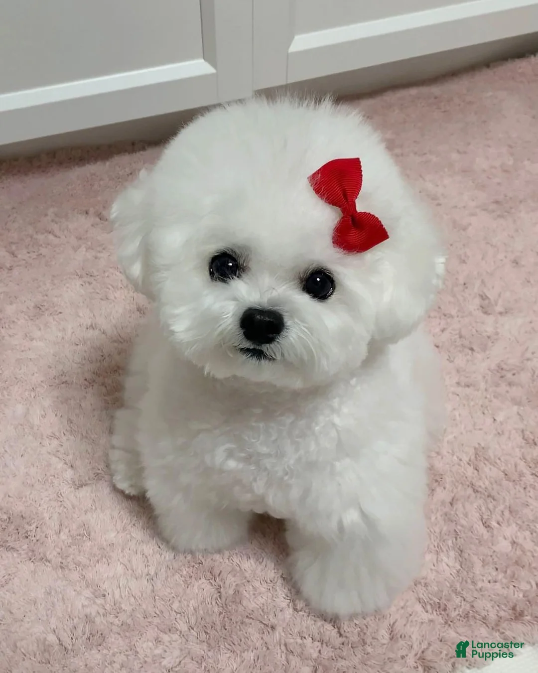 Bichon Frise dogs for sale: Ruby (Female) - 9 Weeks Old - Ad 1