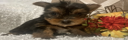 Yorkshire Terrier dogs for sale: Molly F1 - Ad 4