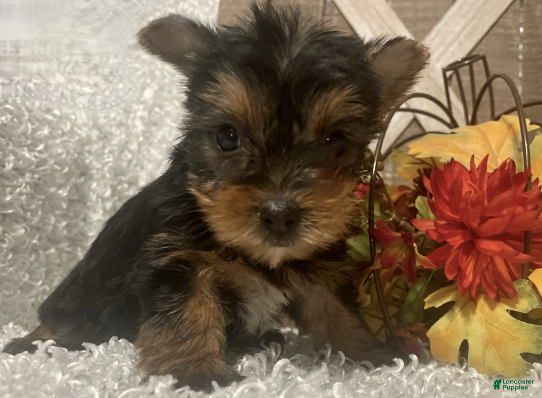 Yorkshire Terrier dogs for sale: Molly F1 - Ad 4