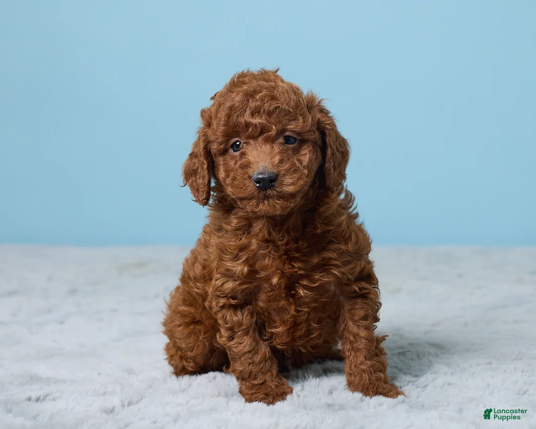 Miniature Poodle dogs for sale: Russell - Ad 4