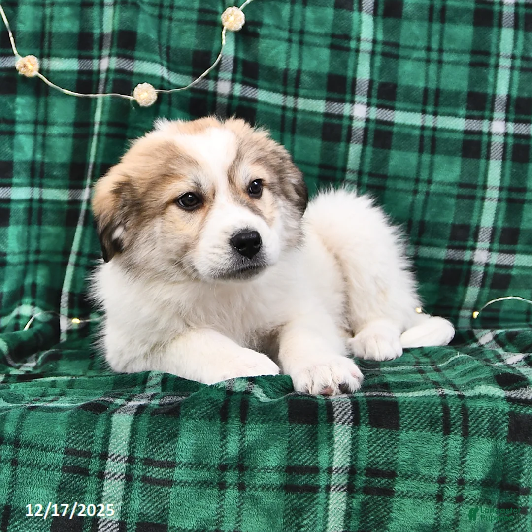 Great Pyrenees dogs for sale: Haley - Ad 10