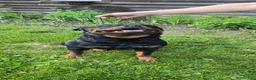 Rottweiler dogs for sale: Rottweiler 1 - Ad 23