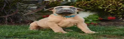 Cane Corso dogs for sale: Quirk - Ad 1