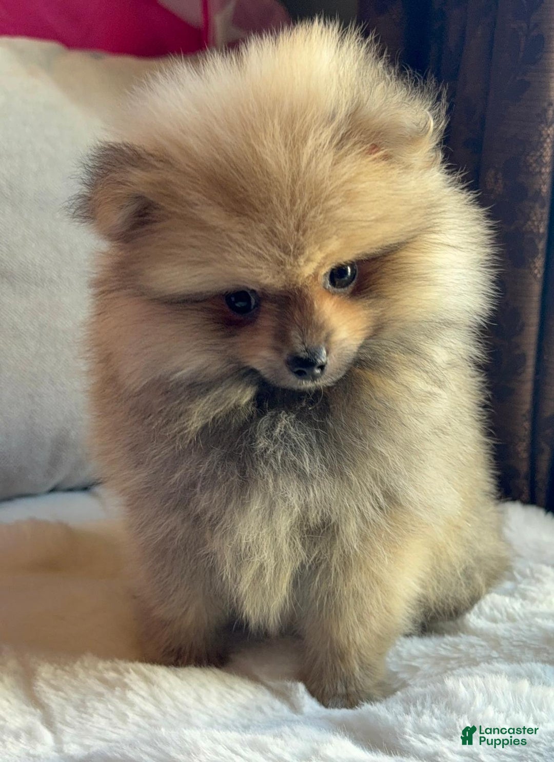 Pomeranian dogs for sale: Pomeranian Puppy George  - Ad 8