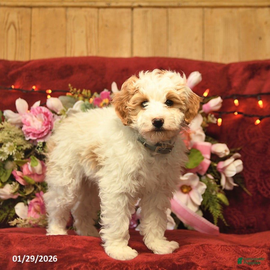 Mini Goldendoodle dogs Dandy Doser  - Ad 24