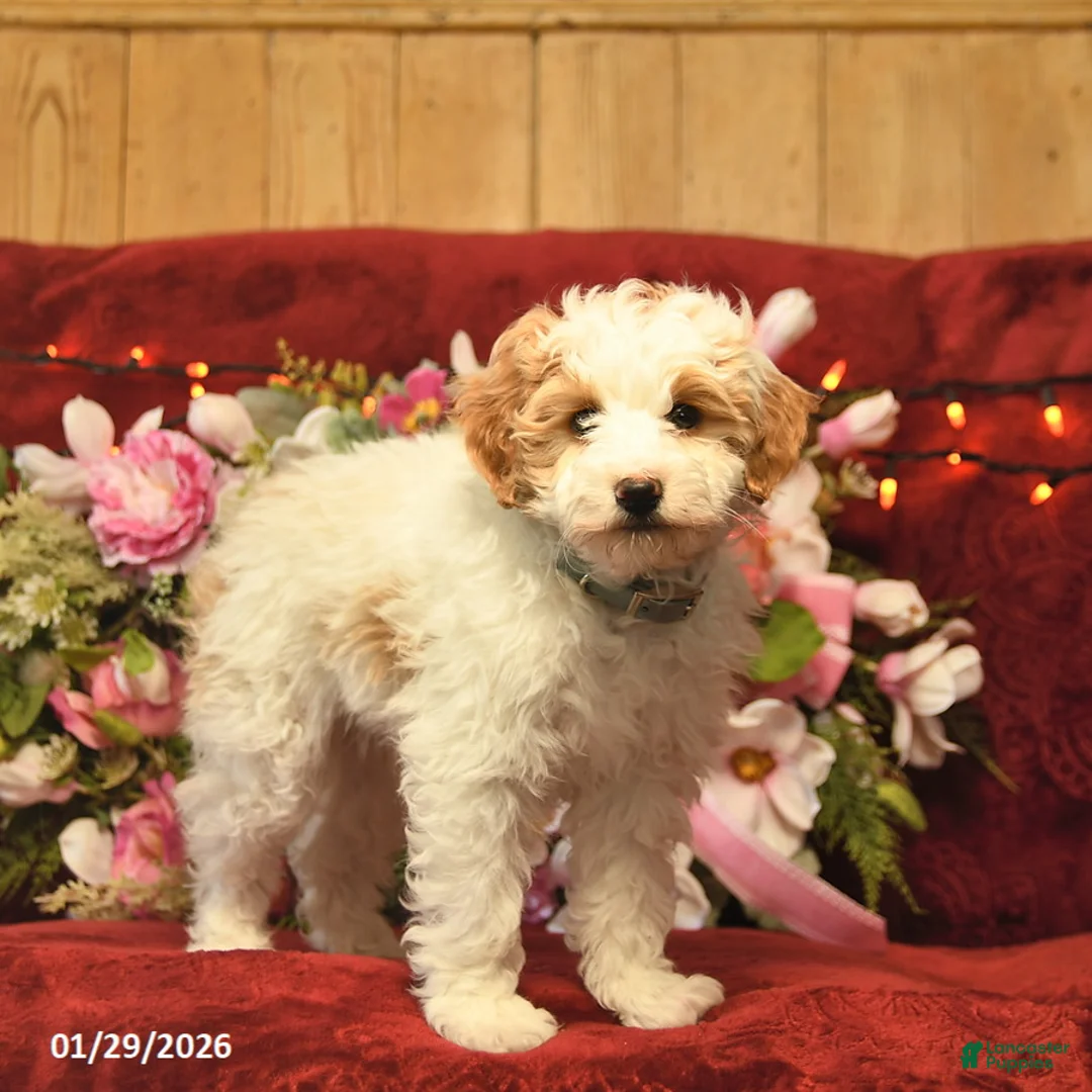 Mini Goldendoodle dogs for sale: Dandy Doser  - Ad 1