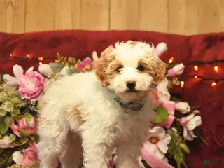 Mini Goldendoodle dogs Dandy Doser - Ad 24