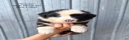 Australian Shepherd dogs for sale: Scooby - Ad 1