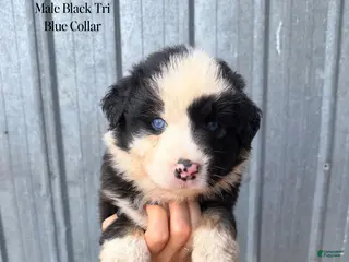 Australian Shepherd dogs for sale: Scooby - Ad 3