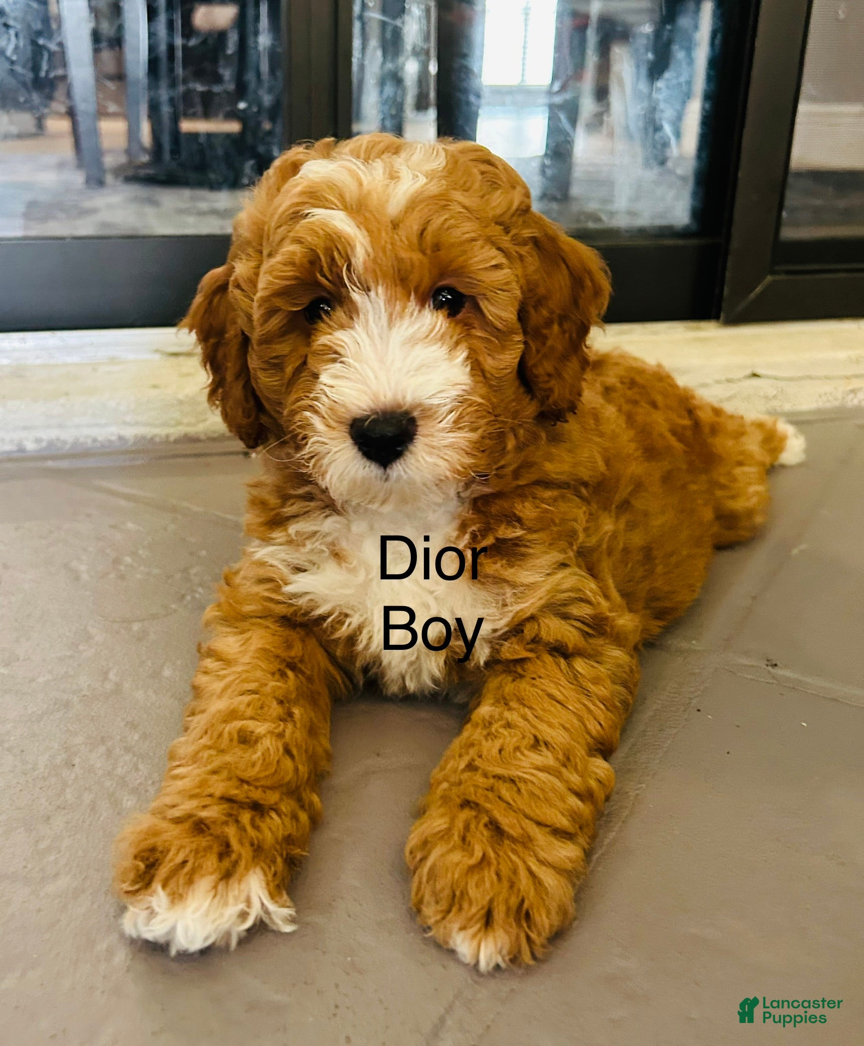 Mini Goldendoodle dogs Mini Goldendoodle Dior - Ad 6