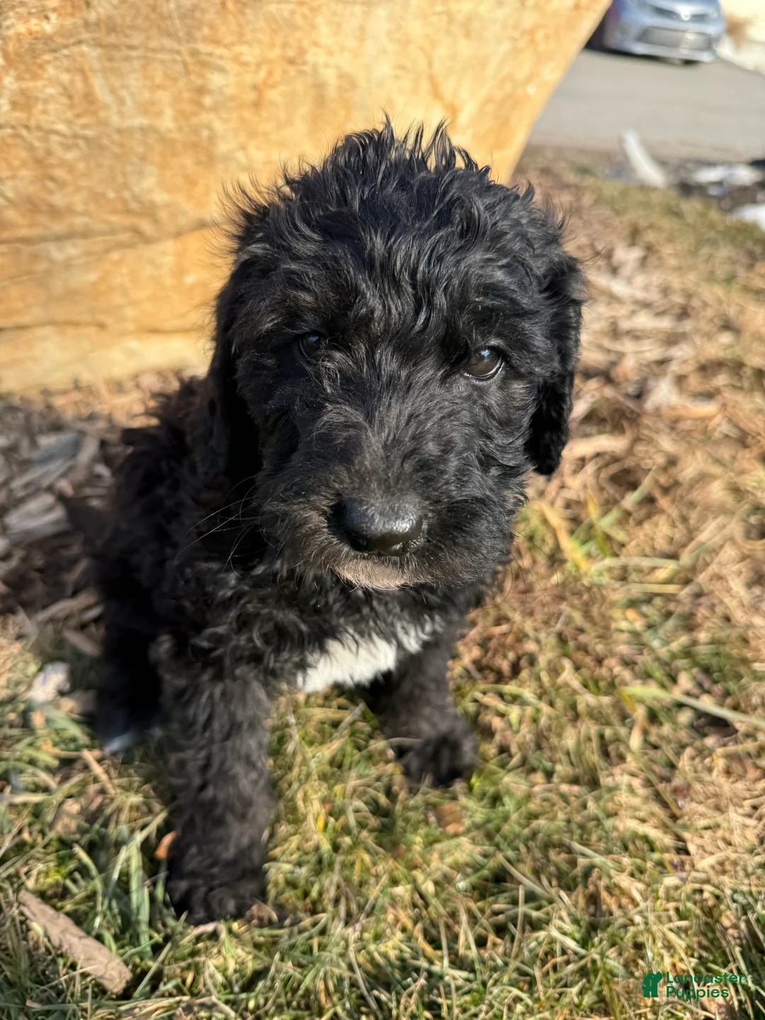 Mixed Breed dogs for sale: Charcoal - Ad 1