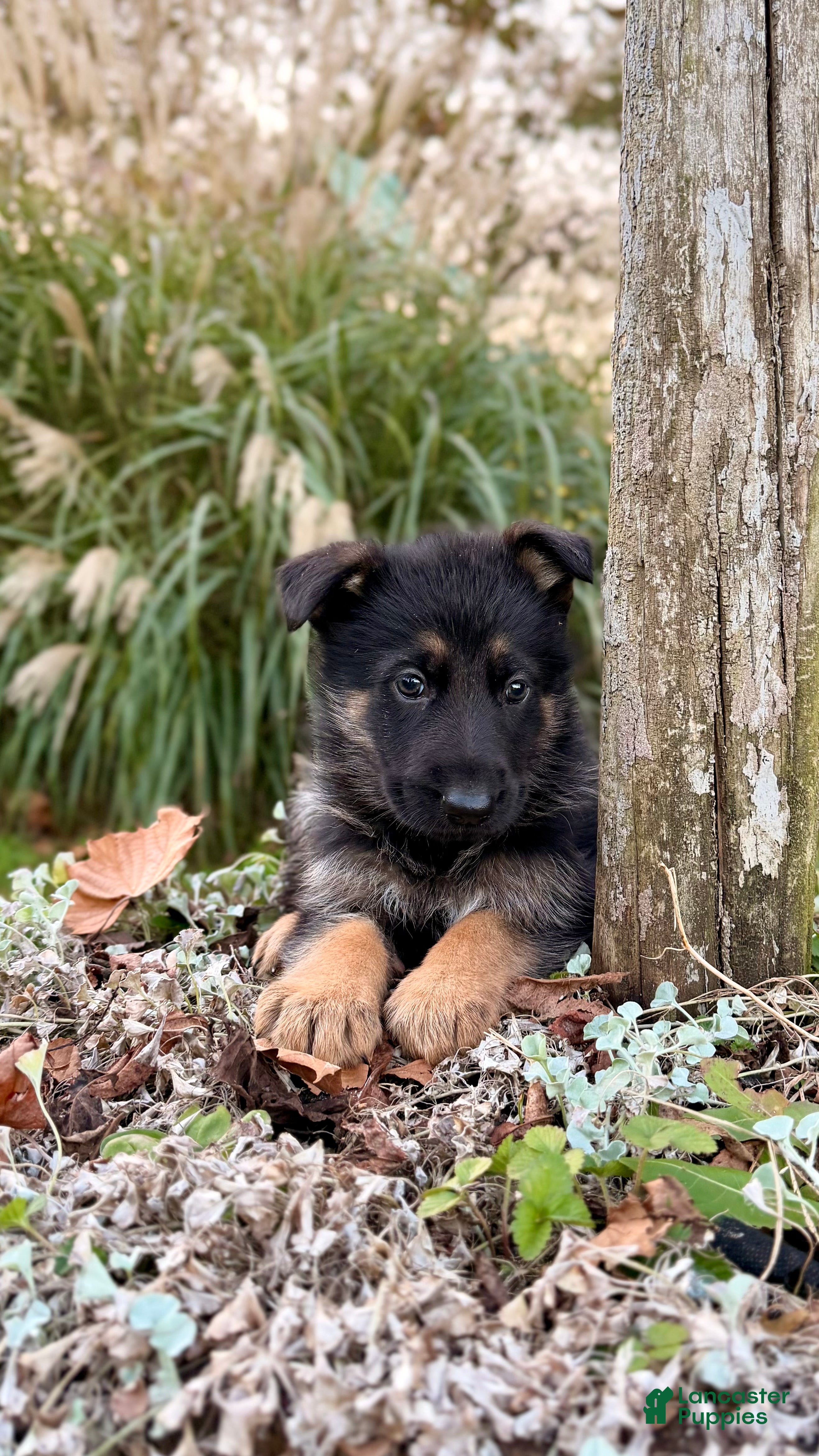 German Shepherd dogs for sale: Boone - Ad 1