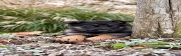 German Shepherd dogs for sale: Boone - Ad 1