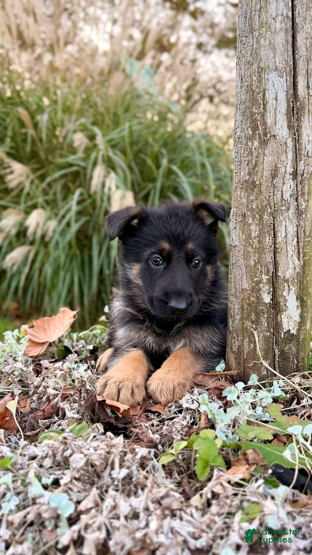 German Shepherd dogs for sale: Boone - Ad 1