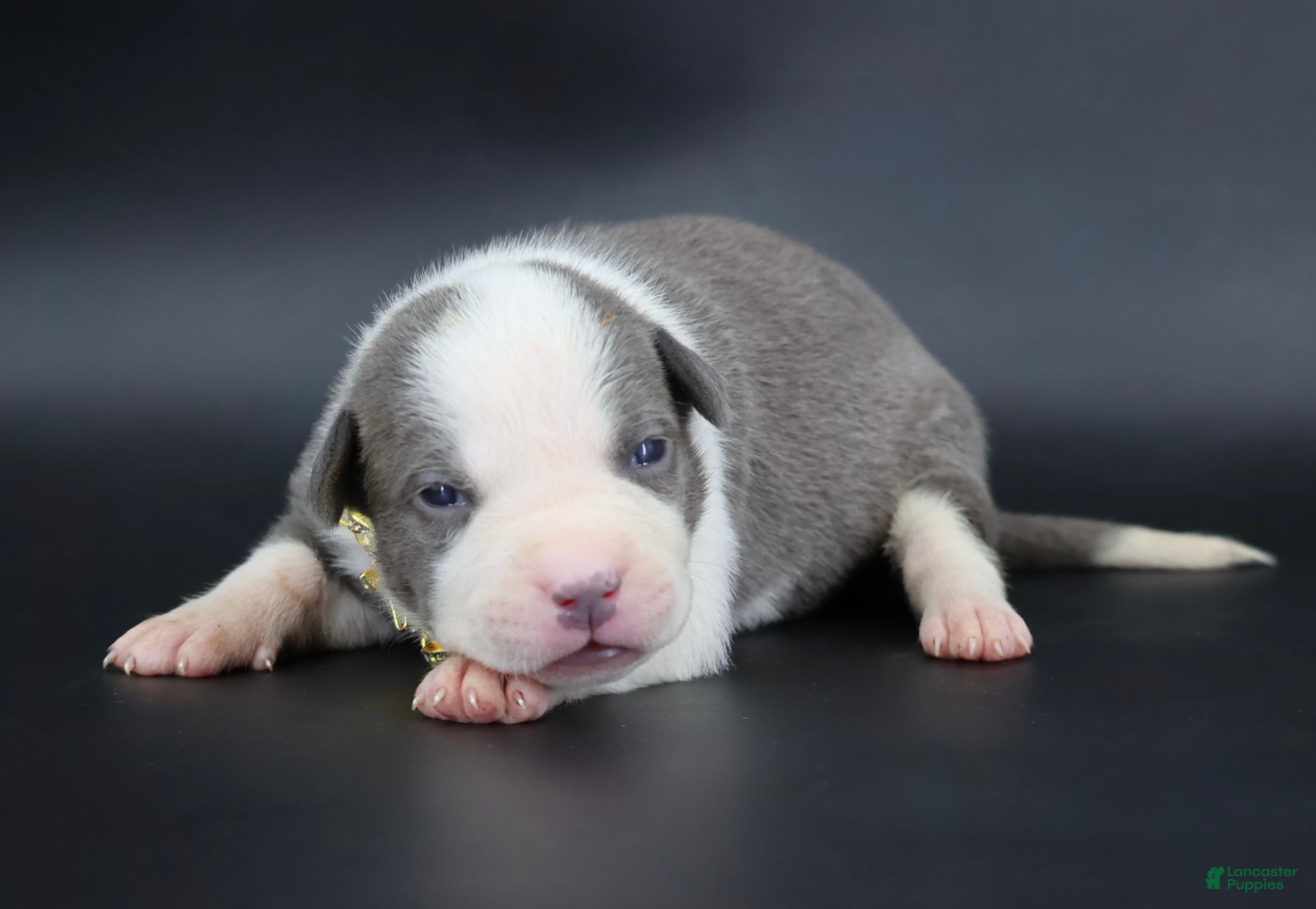American Bully dogs Judith - XL - ABKC - Ad 1