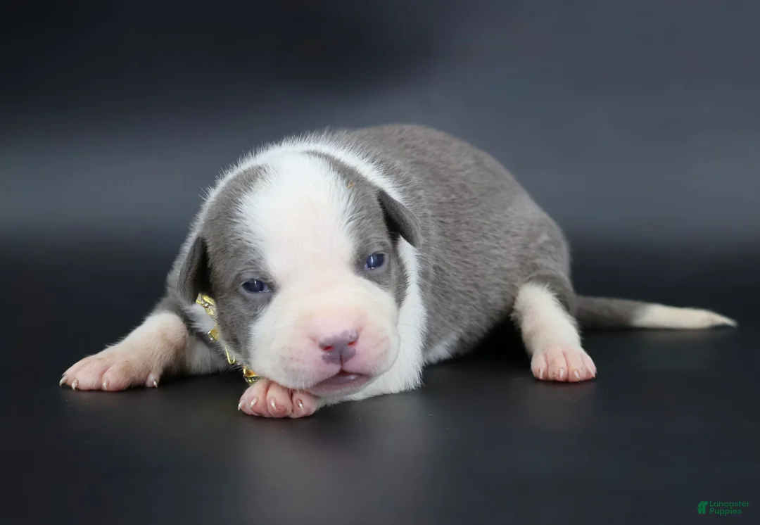 American Bully dogs for sale: Judith - XL - ABKC - Ad 1