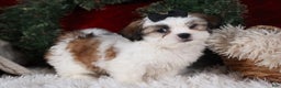 Shih Tzu dogs for sale: Prince - Ad 6