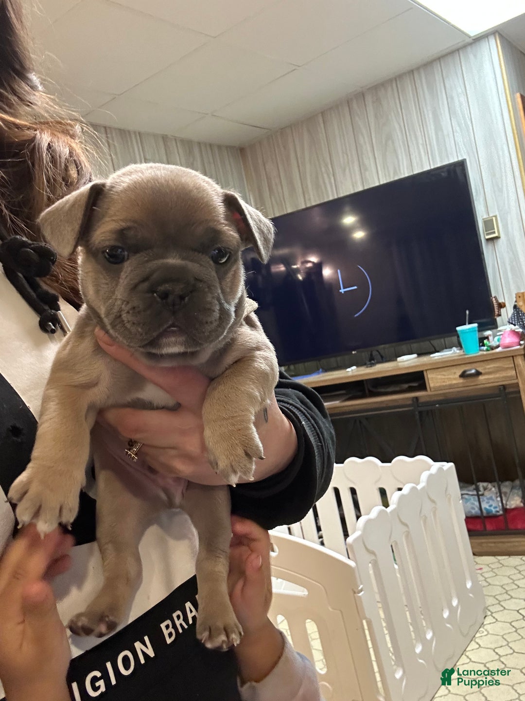 French Bulldog dogs for sale: Hugo - Ad 3