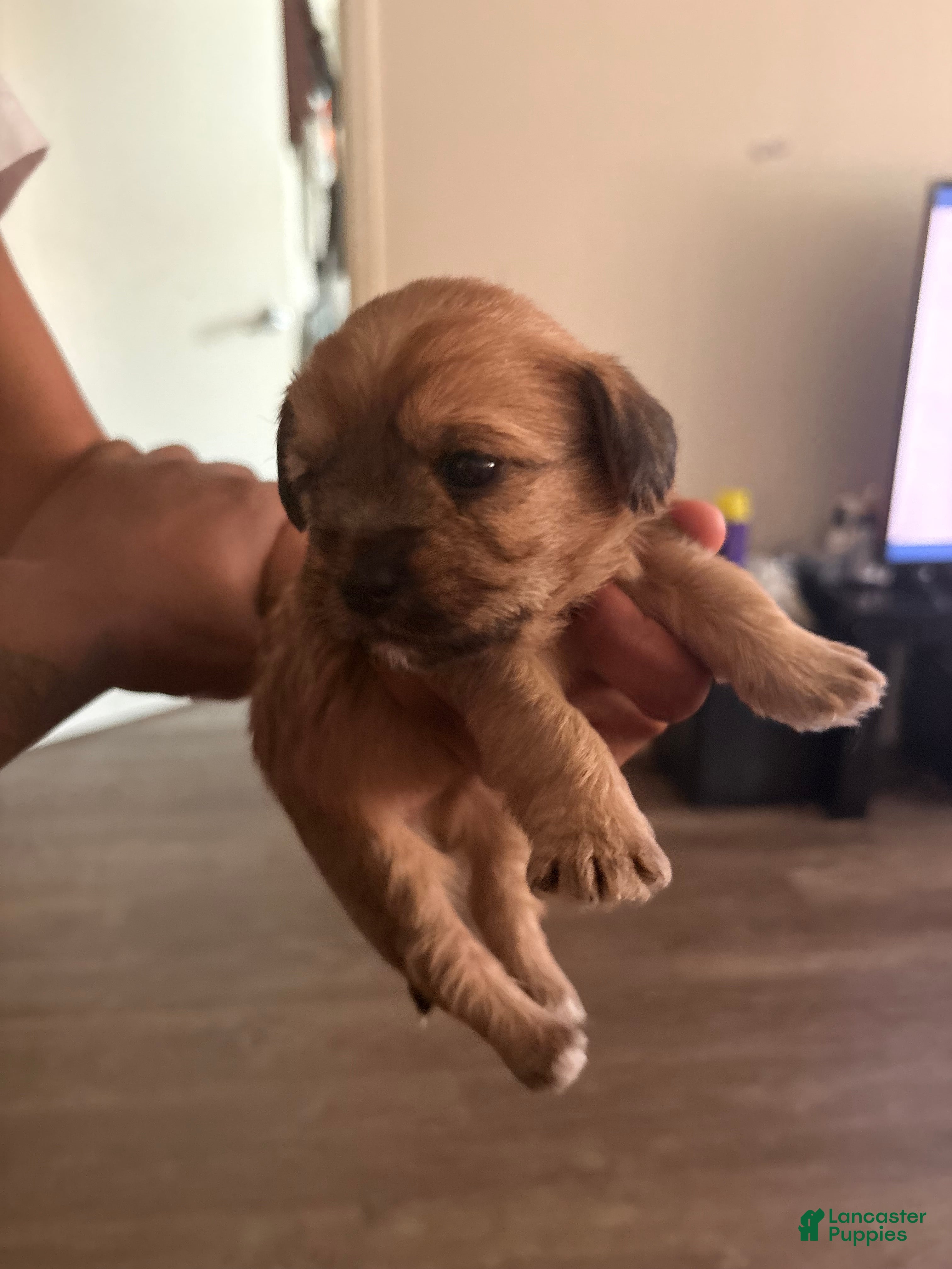 Mixed Breed dogs Baby Peanut - Ad 6