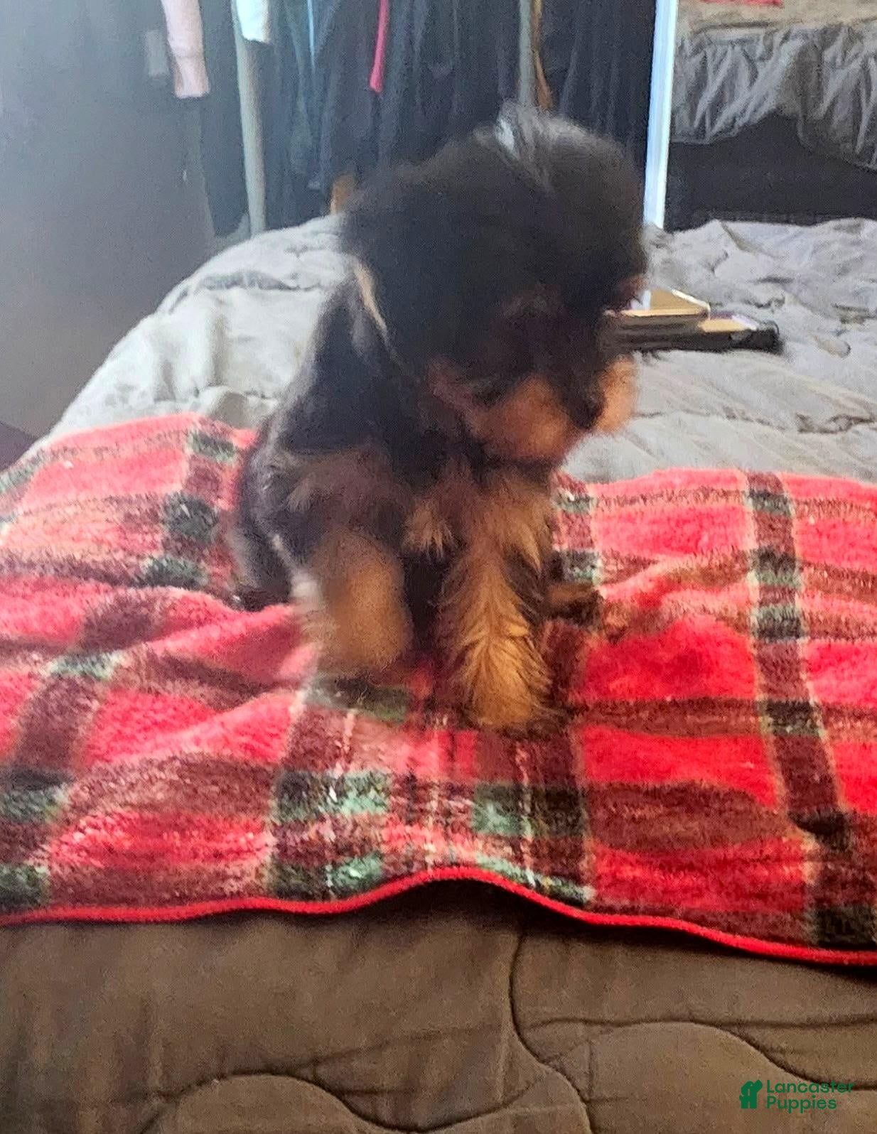 Yorkshire Terrier dogs Yorkshire Terrier 1 - Ad 24