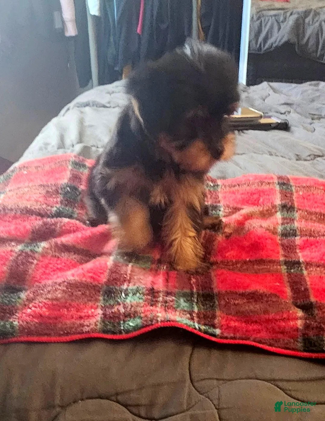 Yorkshire Terrier dogs for sale: Yorkshire Terrier 1 - Ad 1