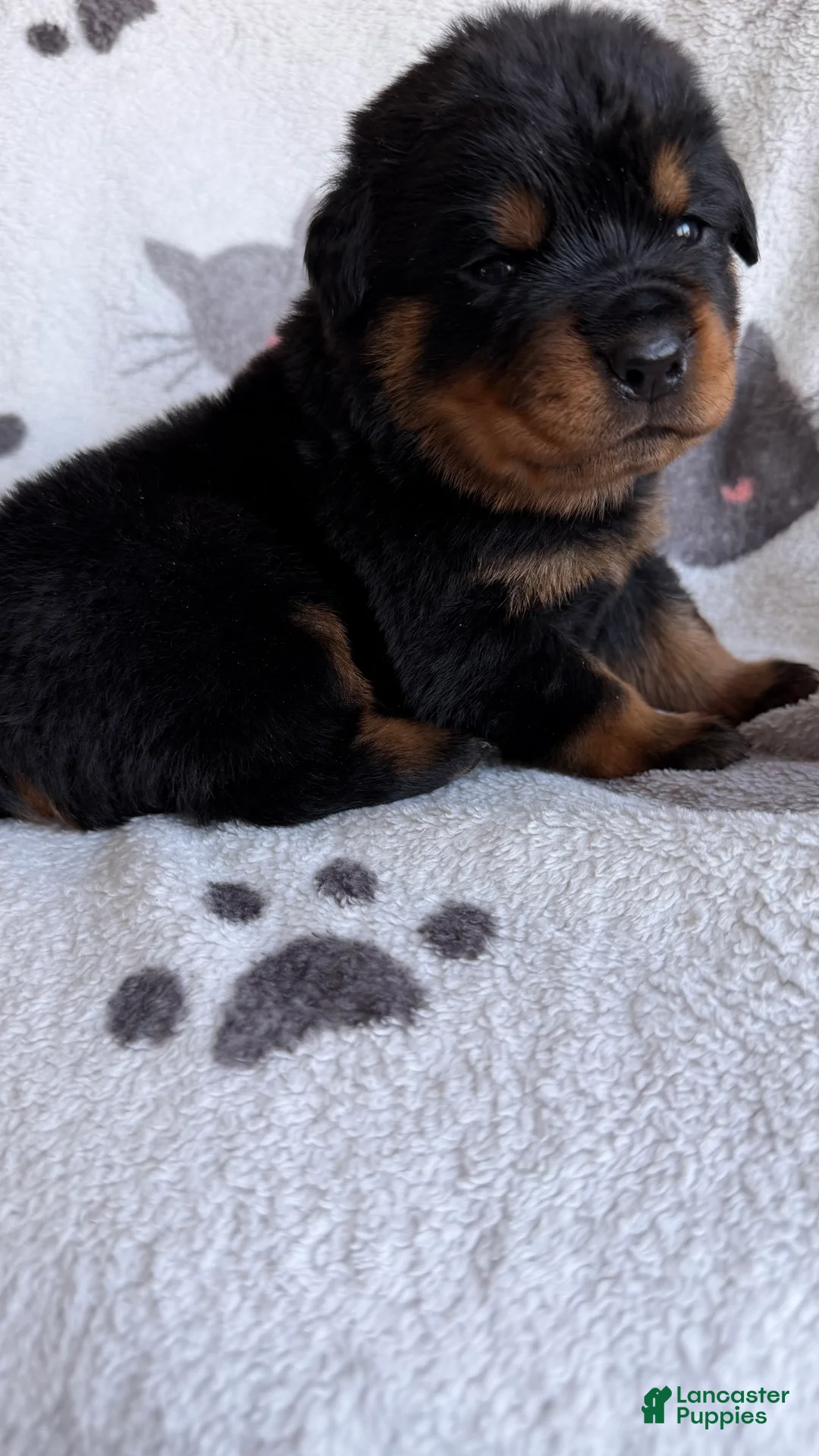 Rottweiler dogs for sale: Bruno - Ad 3
