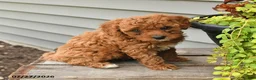 Cavapoo dogs for sale: Isabelle - Ad 4
