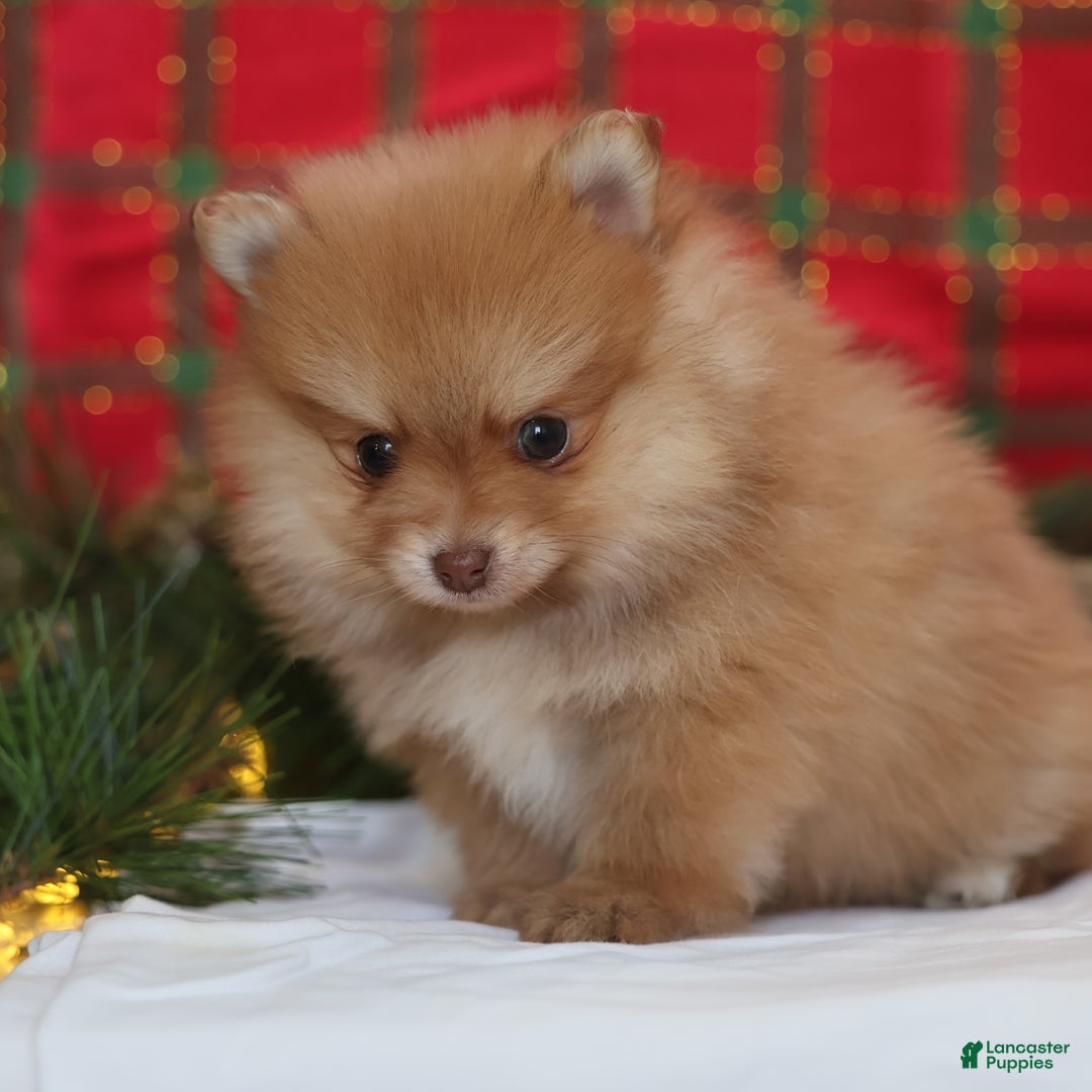 Mixed Breed dogs for sale: Cinnamon - Ad 7