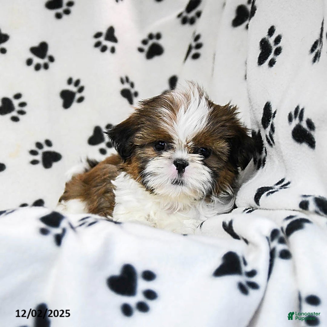 Shih Tzu dogs for sale: Oaklee - Ad 3