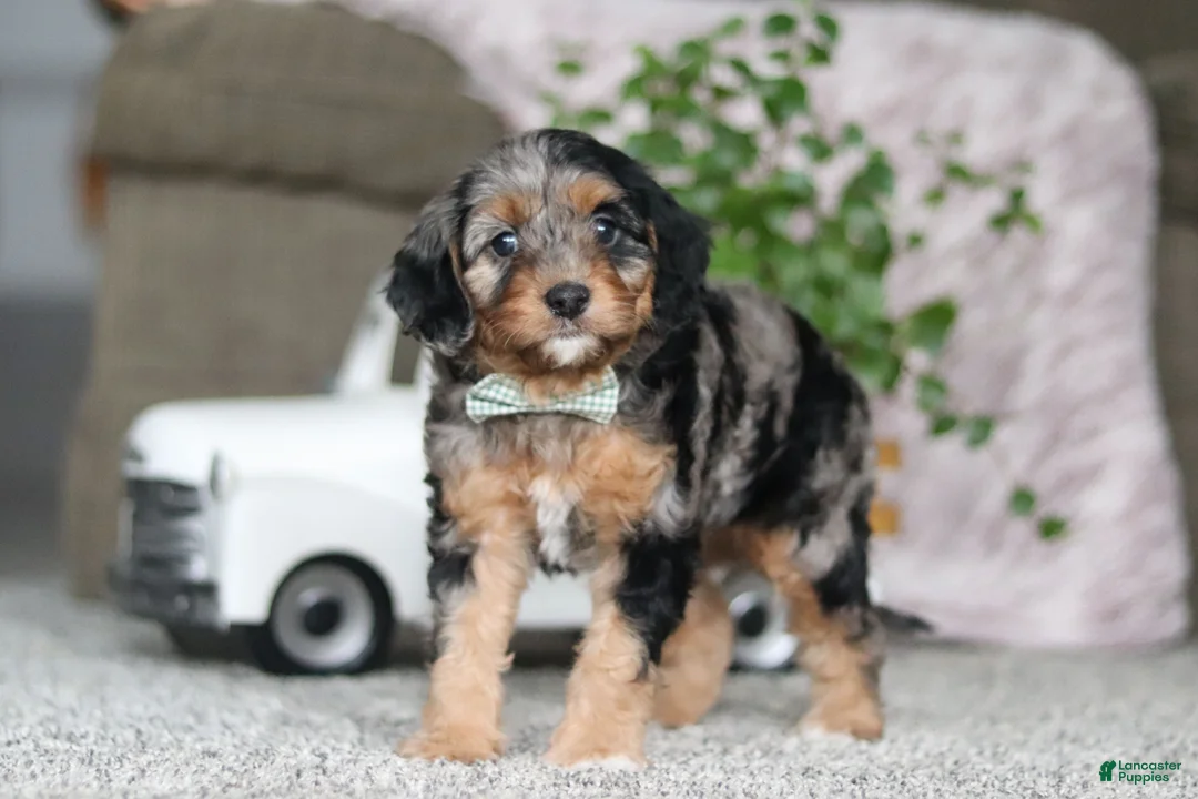 Cavapoo dogs for sale: Kayla - Ad 5