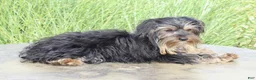 Yorkshire Terrier dogs for sale: Ethan - Ad 5