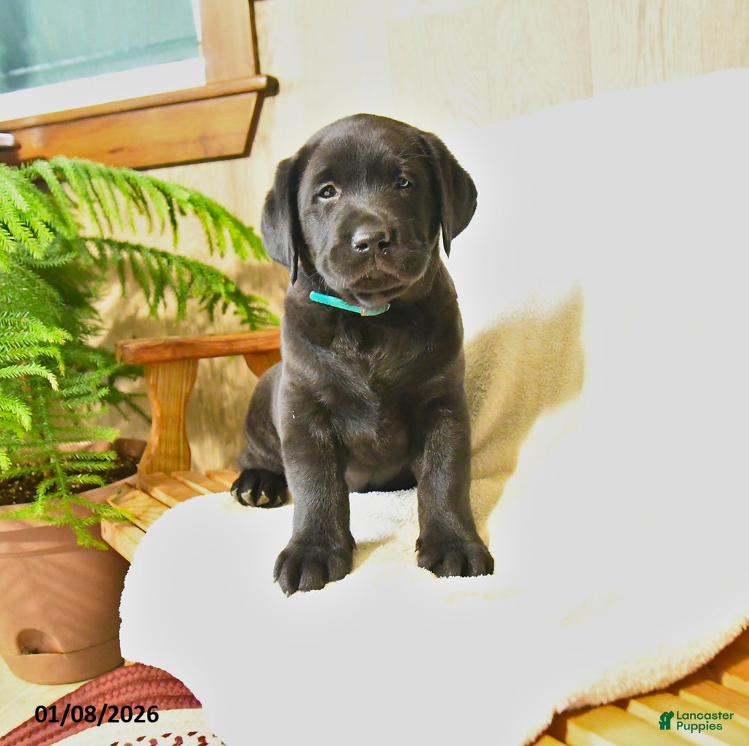 Labrador Retriever dogs for sale: Luke  - Ad 2