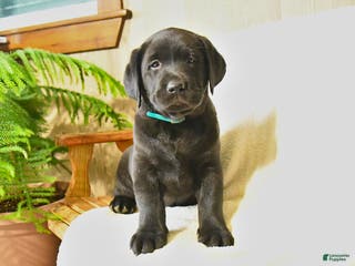 Labrador Retriever dogs Luke - Ad 33
