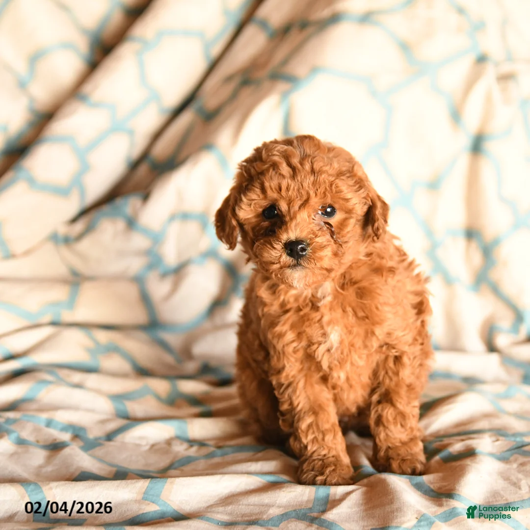 Cockapoo dogs for sale: Melinda - Ad 2