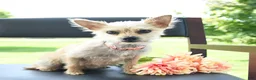 Chorkie dogs for sale: Phoenix - Ad 6